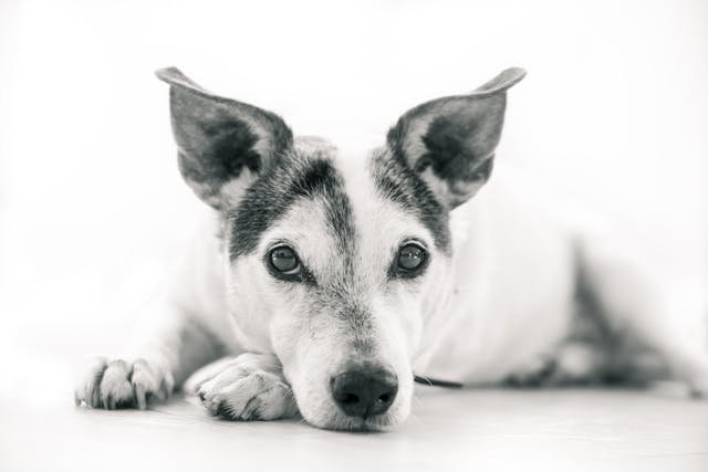 Dog Treats and the 10% Rule: A Practical Guide