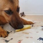 A dog eating a slice of fresh melon, illustrating whole-food variety in a balanced diet