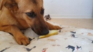 A dog eating a slice of fresh melon, illustrating whole-food variety in a balanced diet