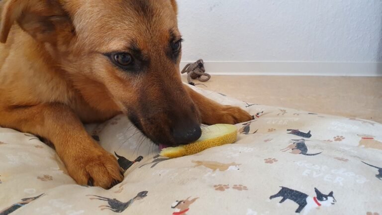 Dog Nutrition Basics: Life Stages, Nutrients and What “Balanced” Actually Means — A UK Guide